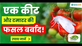 टमाटर में सफेद मक्खी  tomato whitefly control  tamatar me leaf curl  tomato leaf curl virus [upl. by Ocin]