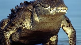 Alligator and crocodiles in Everglades National Park [upl. by Ricard]