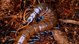 centipede ethmostigmus sp ミンダナオブルーレッグ 민다나오 블루렉 [upl. by Yelime]