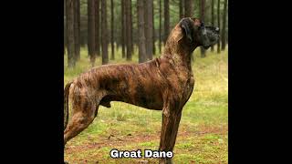 Great Dane Dog Colors Coat Info youtubeshorts youtube ytshorts [upl. by Currey610]