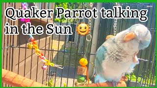 Blue Quaker Parrot talking and enjoying the Sun🌞 [upl. by Josefina476]