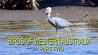 Birds of Western Australia  Part Two [upl. by Eldon]