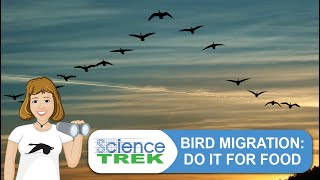 Bird Migration Doing It For Food  Science Trek [upl. by Robertson]