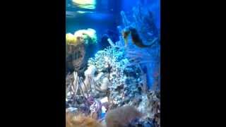 my sps seahorse reef tank  and wave maker 15000 Lh [upl. by Blossom]