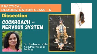 Dissection  Cockroach Nervous System Zoology Practical Class  6 by DrFeebarani John [upl. by Abbotsun]