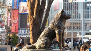 Train Your Akita for Obedience Competitions The Journey to Excellence [upl. by Ennaira]