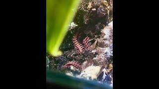 Pink Dragon Millipede Care Guide Update  Breeding Bioactive Enclosure  Terrarium Station [upl. by Waldos]