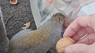 🐿 we have a squirrel burglar😁squirrel grovepark weston squirrelwatching cuteanimals 2024 cute [upl. by Rombert]