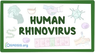 Rhinovirus  an Osmosis Preview [upl. by Airlia]