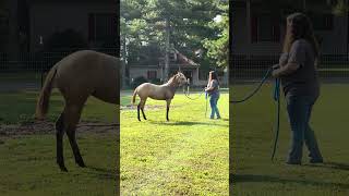 Foal Mysti Halter Training In New Pasture [upl. by Deraj217]