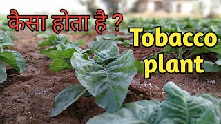 Tobacco plant in India  तम्बांकु का प्लान्ट  Indian Tobacco  जरुर देखे वीडियो [upl. by Melosa]