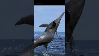 Meet the Amazing Bottlenose Dolphins Oceans Playful Wonders [upl. by Zolly256]