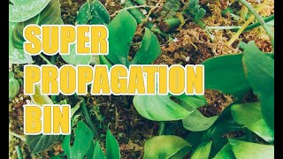 BEST Propagation Method Ive Ever Used  EASY [upl. by Aihsakal]