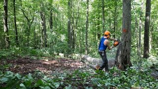 How Cutting Down Trees Can Fortify a Forest [upl. by Wollis]