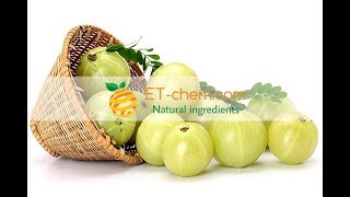 Amla fruit extracts benefitsfunctions how to produce Phyllanthus emblicaTanins Vitamin C 2018 [upl. by Esidarap]