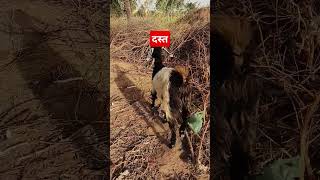 Diarrhoea दस्त vetguruji veterinary viralshorts [upl. by Malva]