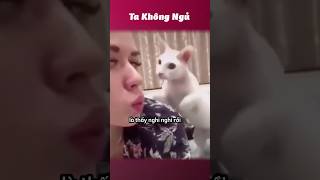 Mấy con mèo máy giặt 😂 takhongngu [upl. by Chic]