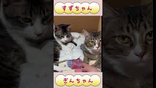 仲良く並んでお昼寝してたにゃんこ達ฅ´ωฅcat animal cute猫すずちゃんぎんちゃんねる一族 [upl. by Deppy]