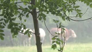 Doc meckert über´s Wetter  wieder mal 21072024 [upl. by Nalliuq]