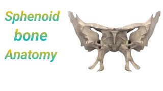 Sphenoid bone anatomy in bangla। Demonstrations of sphenoid bone। Anatomy of sphenoid bone [upl. by Thanos842]