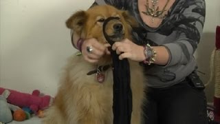 How to Make a Dog Muzzle Out of Panty Hose  How to Domesticate Your Dog [upl. by Riannon]