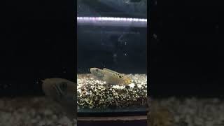 Baby Channa bleheri ikanpredator predatorfish channableheri fyp reels [upl. by Aneerak]