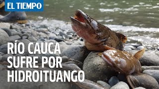 Sequía del río Cauca causado por Hidroituango  EL TIEMPO [upl. by Stoat]