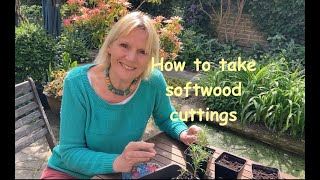 How to take softwood cuttings  a step by step guide [upl. by Hennessy777]