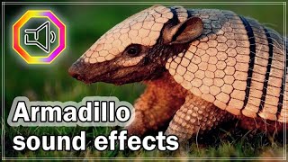 Armadillo sound effects  Armadillo screaming  Animal sounds [upl. by Htes]