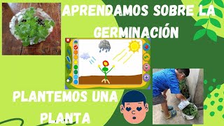 Germinación de las plantas para niños  sembremos una planta proyecto de la escuela [upl. by Quillan]