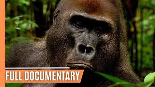 Going Ape  The Fascinating World of Primates  Full Documentary [upl. by Eelra452]