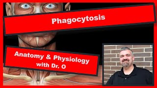 Phagocytosis Anatomy and Physiology [upl. by Neumeyer]