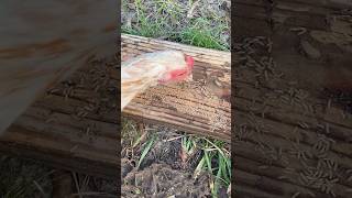 rooster eating termites [upl. by Jeno]