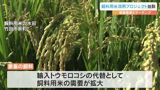 輸入飼料が高騰…県産の飼料用米の利用を拡大へ 活用プロジェクトが始動 大分 [upl. by Bensen]