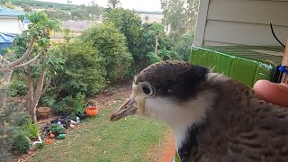 juvenile spur winged plover in my bedroom [upl. by Oetsira]