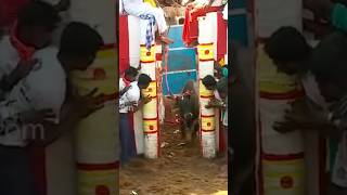 Jallikattu சல்லிக்கட்டு ஜல்லிக்கட்டு வீரம் jallikattu tamilan [upl. by Mayhs]