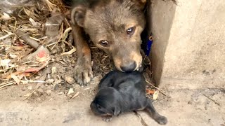 Tearing up The stray dog’s🐶 puppy is in critical condition and the poor mother dog🐕 is crying 🐶🐕🥲 [upl. by Elconin]