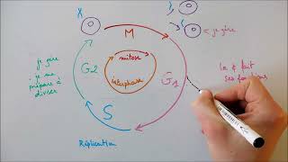 Cycle cellulaire [upl. by Klusek200]