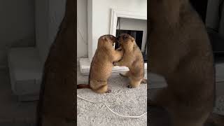 Watch These Playful Groundhogs Sibling  Snuggle and Explore [upl. by Willumsen745]