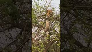 Tiger Trying To Catch A Monkey On A Tree And Falls [upl. by Cormick352]