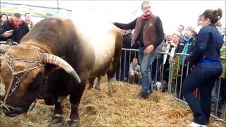 Taureau AUBRAC traditions AUBRAC Bull [upl. by Arag810]