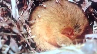 Snoring dormouse [upl. by Herwig]