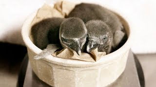 ALL THE FEELS Meet Dallas Zoos Two New Penguin Chicks [upl. by Rhiana74]