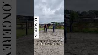 Een jong paard leren longeren horse horsetrainer horsemanship horsetraining paard paarden [upl. by Tteraj]