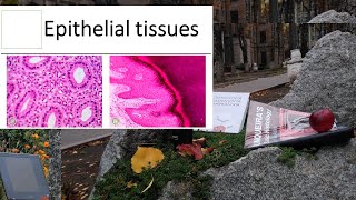 5Epithelial tissues histology lectures 1080p [upl. by Keisling]