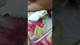 Parrot Song🎵  Singing तोताparrotngreens25K [upl. by Ilellan]