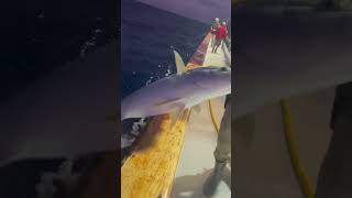 Catching bait Yellowtail biting 100lb test Nighttime fishing at Alijos Rocks on the Independence [upl. by Zeb928]