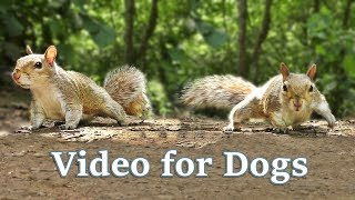 TV for Dogs  Videos for Dogs to Watch  Squirrels [upl. by Netsirhk]