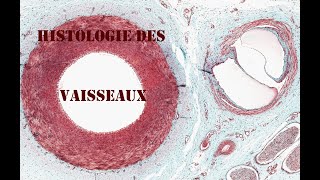 Histologie des vaisseaux sanguins et lymphatiques [upl. by Jariah]