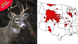 ZOMBIE DEER DISEASE MAP LEAKED DANGEROUS [upl. by Hankins998]